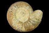 Bathonian Ammonite (Procerites) Fossil - France #152711-1